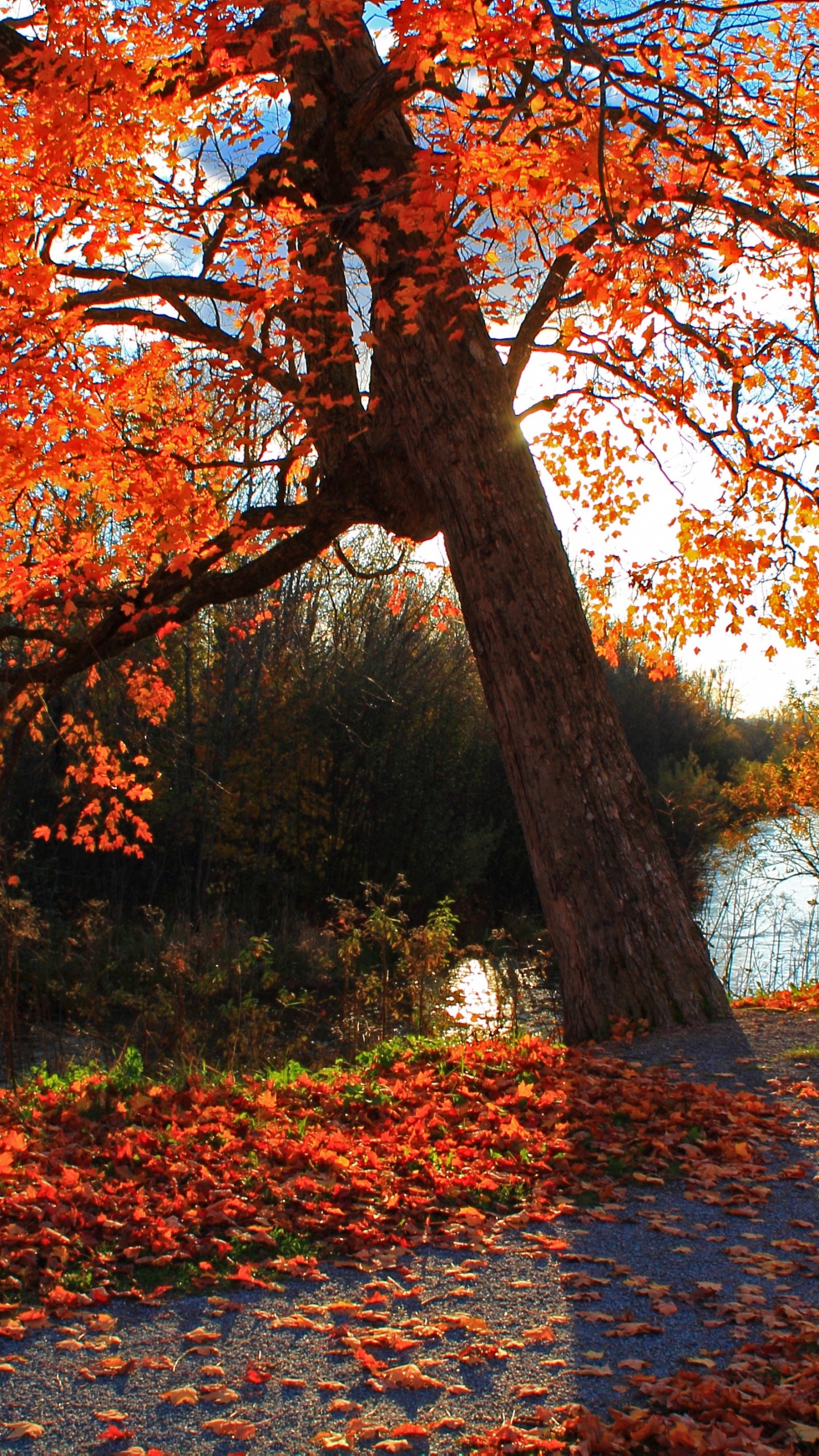 Otoño fondos de pantalla para android e iphone, fondos otoño movil