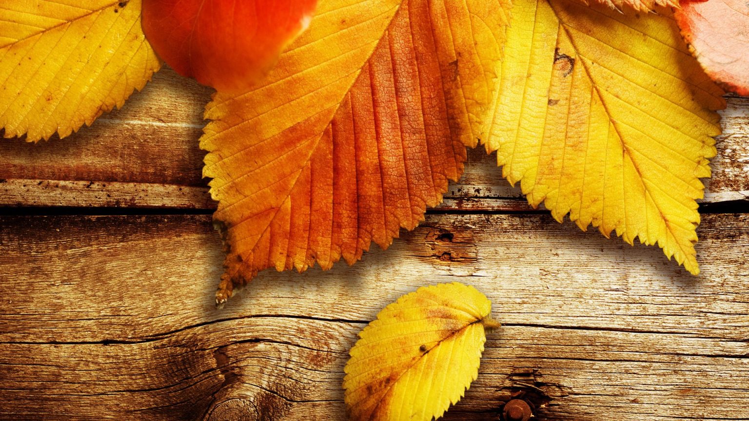 Fondos Otoño, wallpapers autumn, fondos de pantalla de otoño