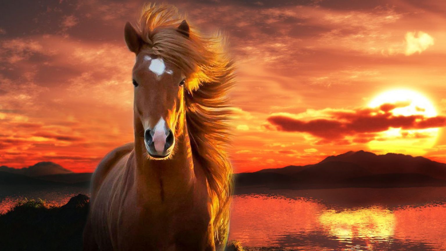 Caballos fondos de pantalla, horses wallpapers hd