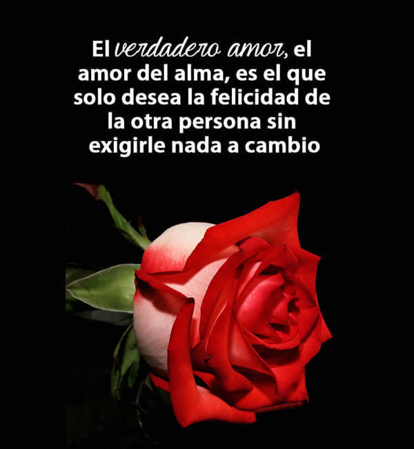23 Imágenes de rosas rojas con frases de amor romanticas