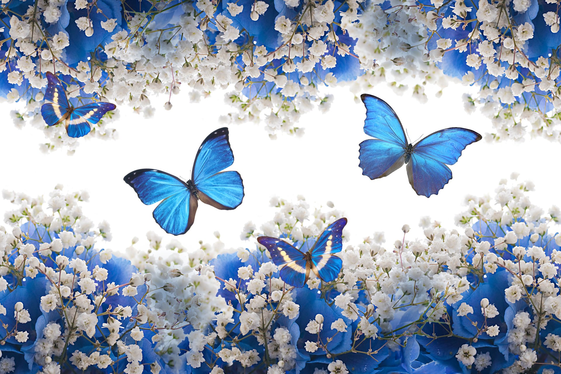 Butterflies Wallpaper En 2021 Mariposas Fondos De Pan - vrogue.co
